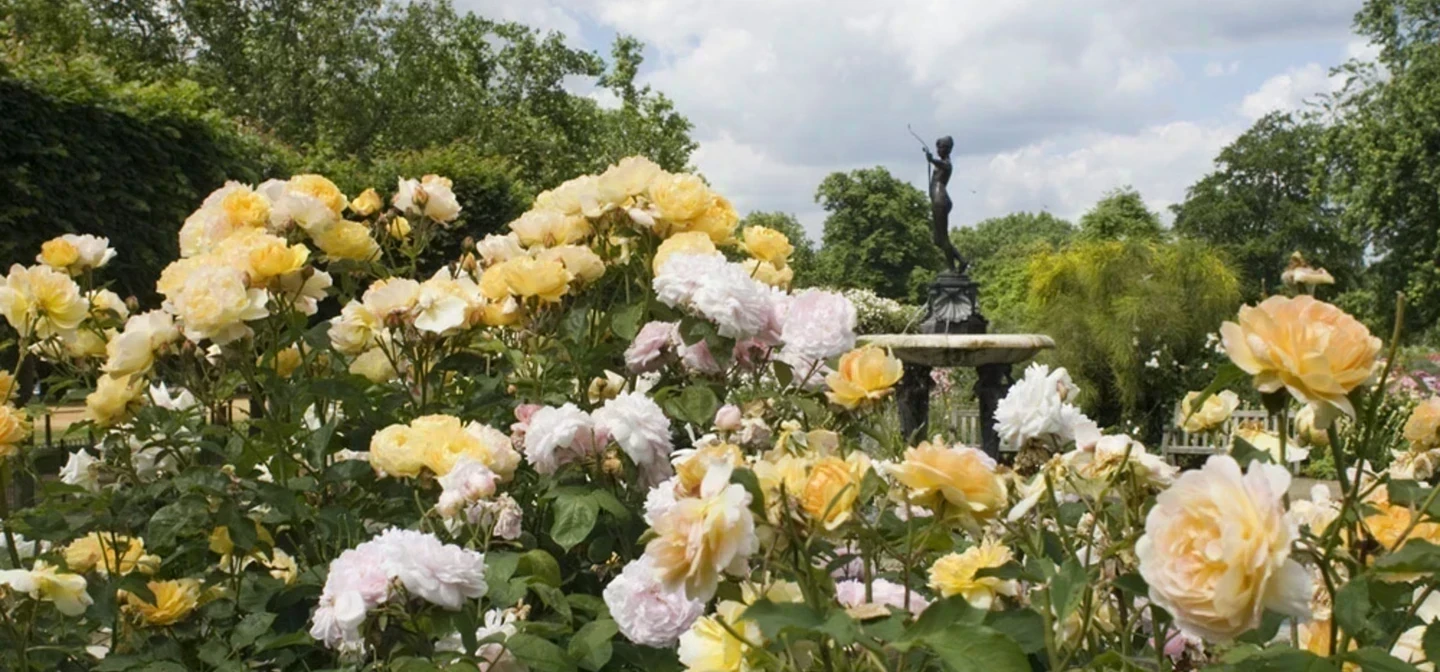How to Design a Rose Garden UK: Expert Tips & Tricks - Garden